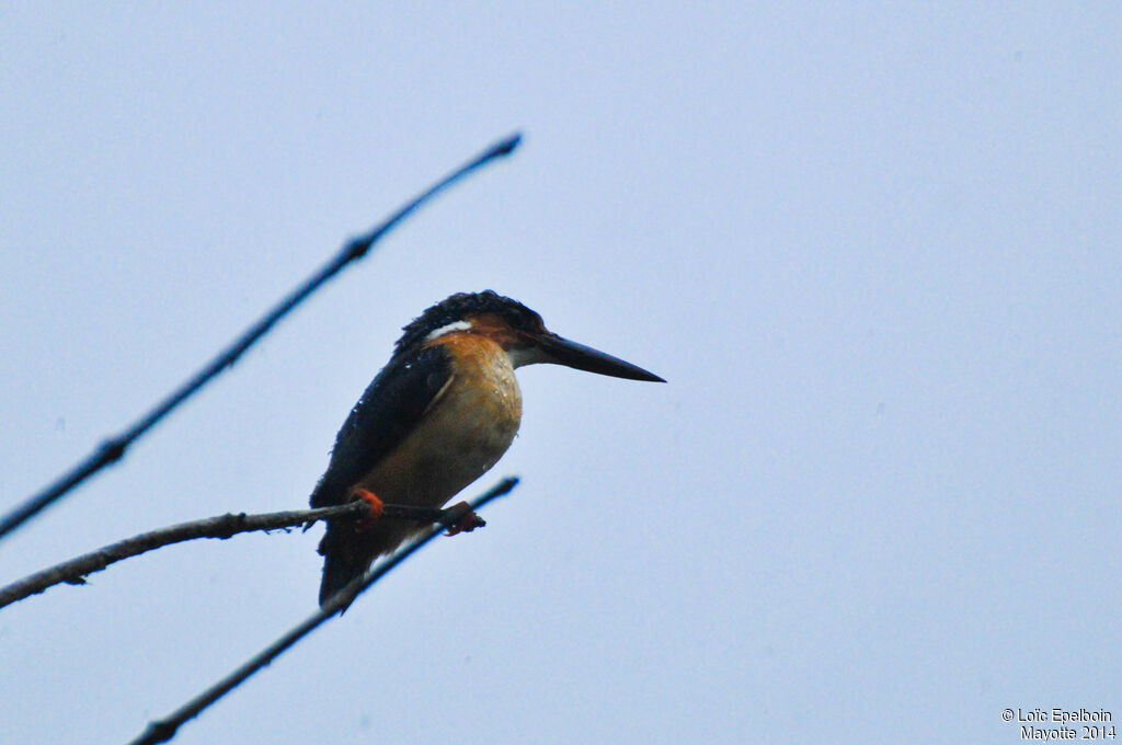 Malagasy Kingfisher