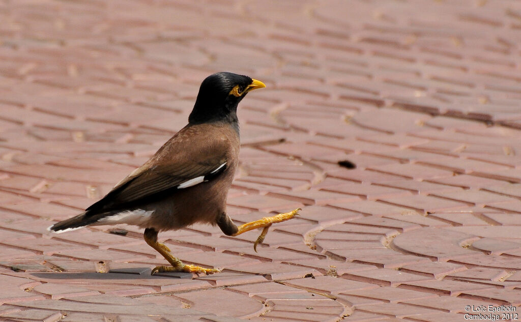 Common Myna