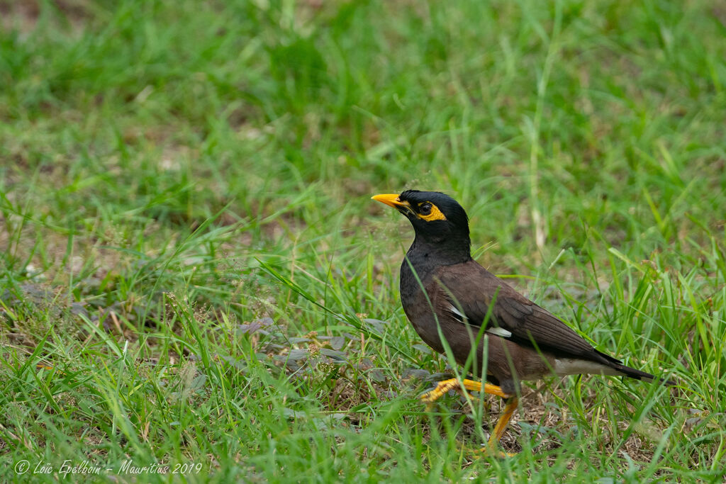 Common Myna