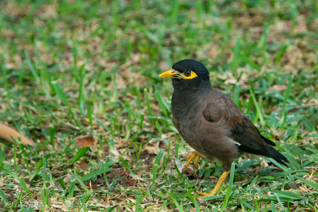 Common Myna