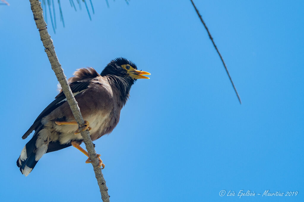 Common Myna