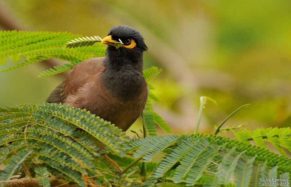 Common Myna
