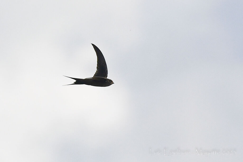 African Palm Swift