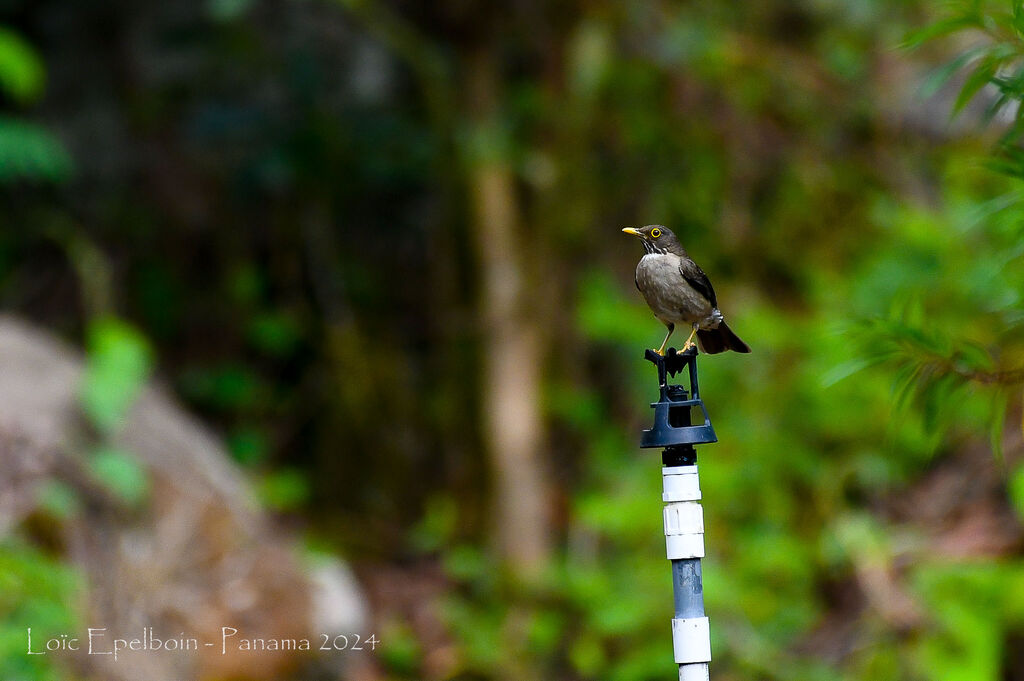 White-throated Thrush