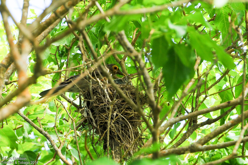 Spectacled Thrush
