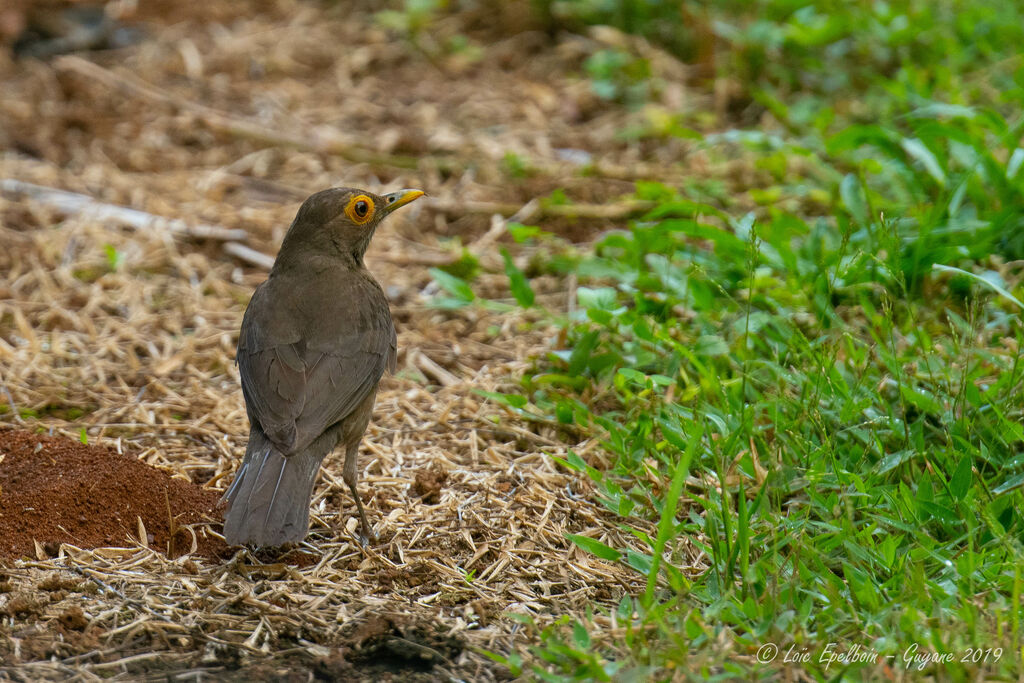 Spectacled Thrush