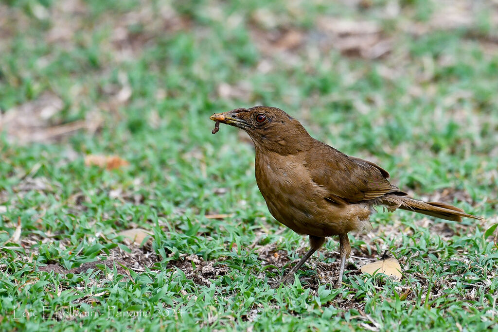 Clay-colored Thrush