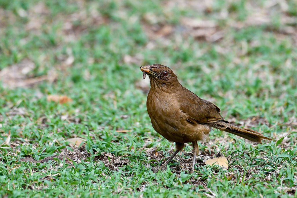 Clay-colored Thrush
