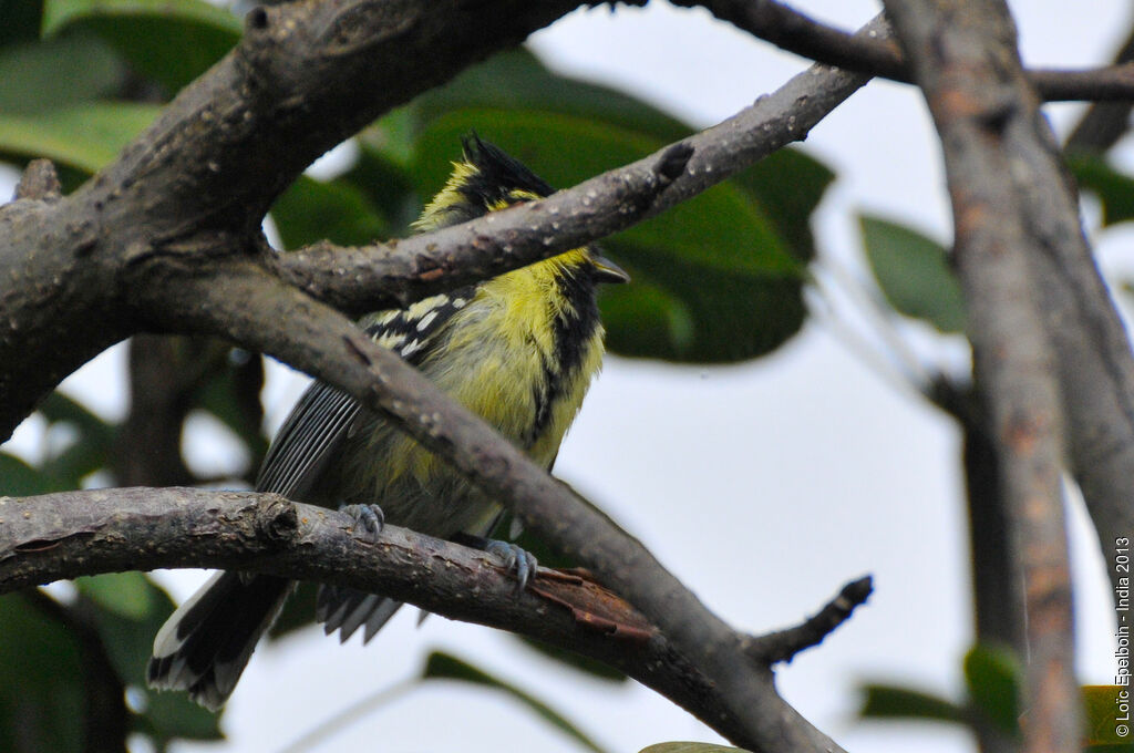 Himalayan Black-lored Tit