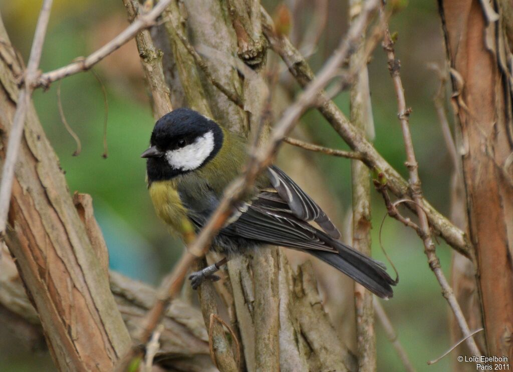 Mésange charbonnière