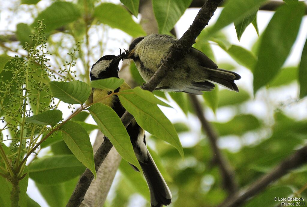 Mésange charbonnière