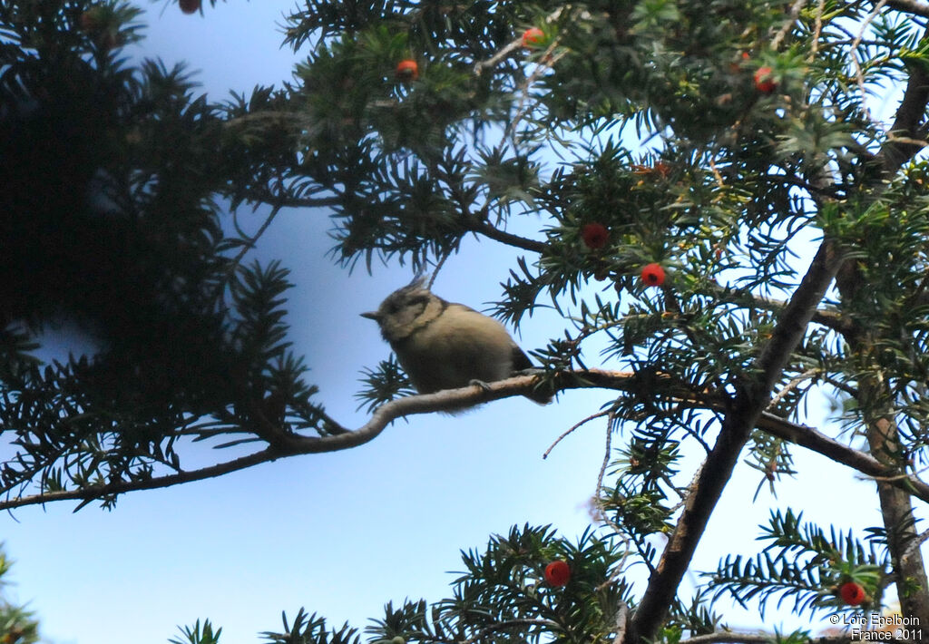 Crested Tit