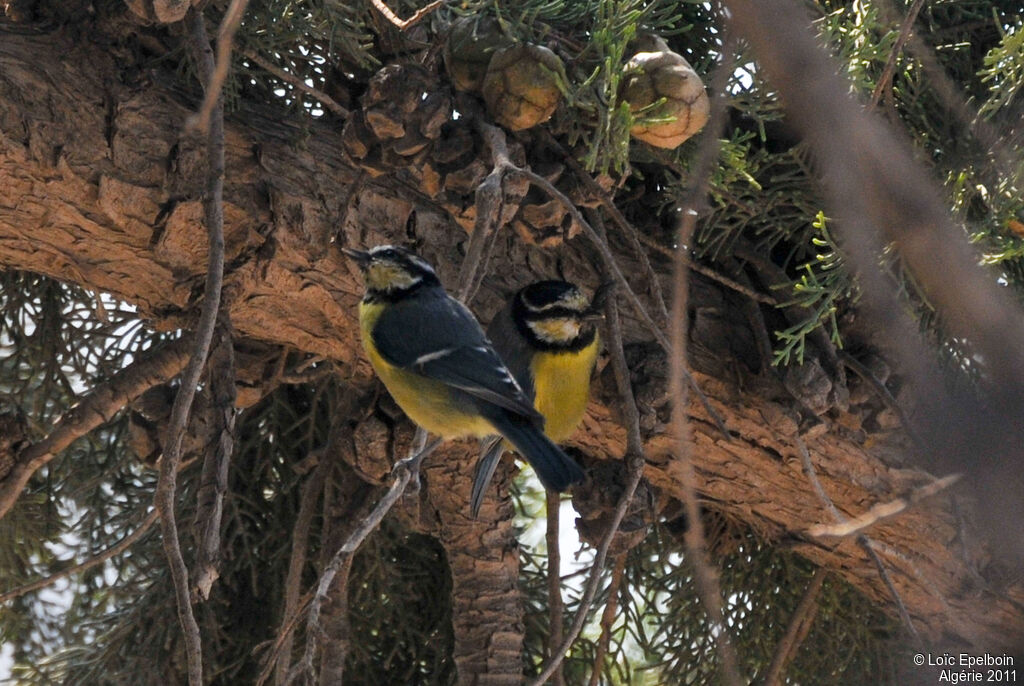 Mésange nord-africaine