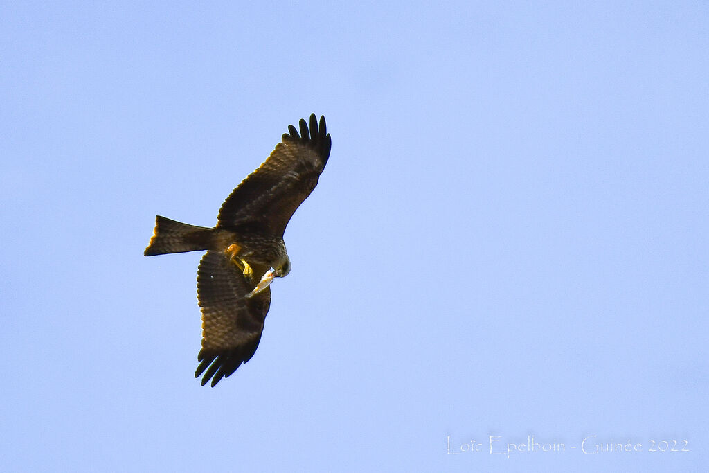 Black Kite
