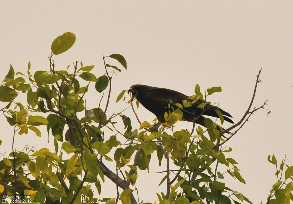 Black Kite
