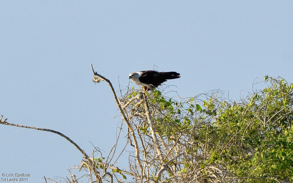 Brahminy Kite
