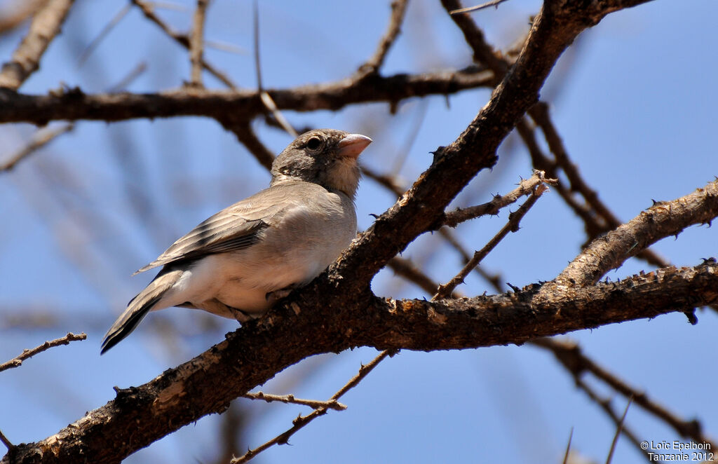 Yellow-spotted Bush Sparrow