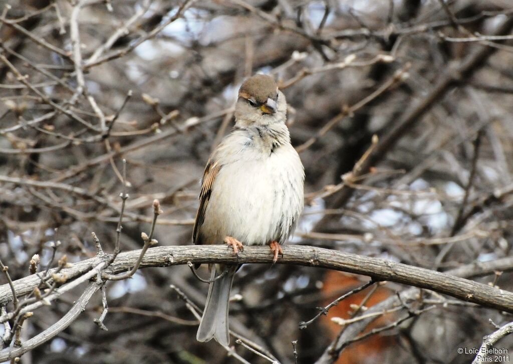 Moineau domestique