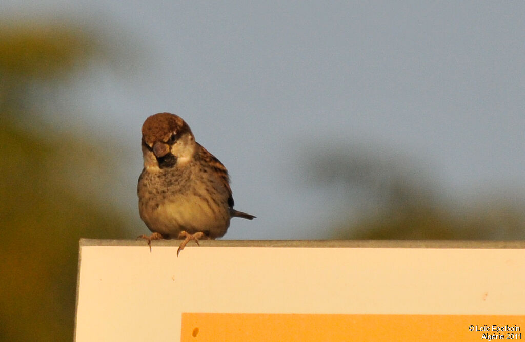 Moineau espagnol