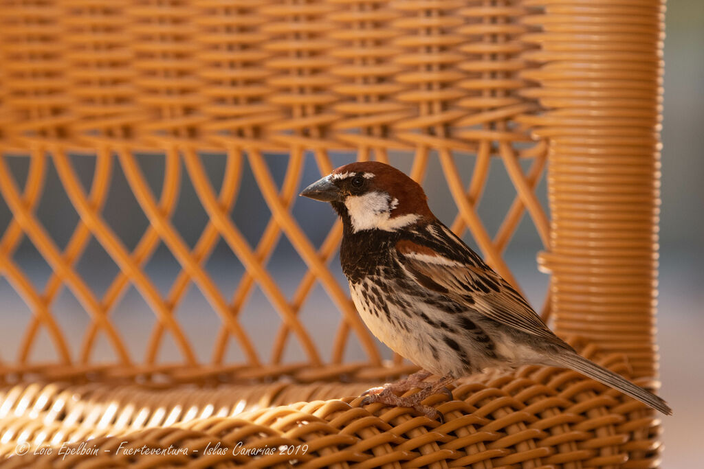 Moineau espagnol