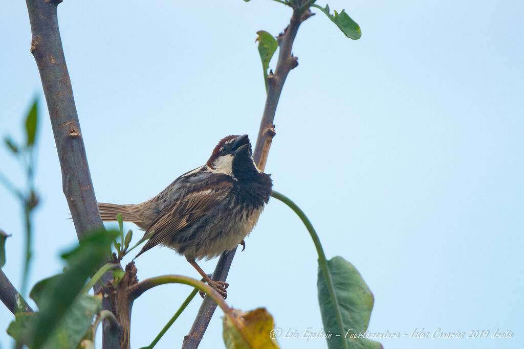 Moineau espagnol