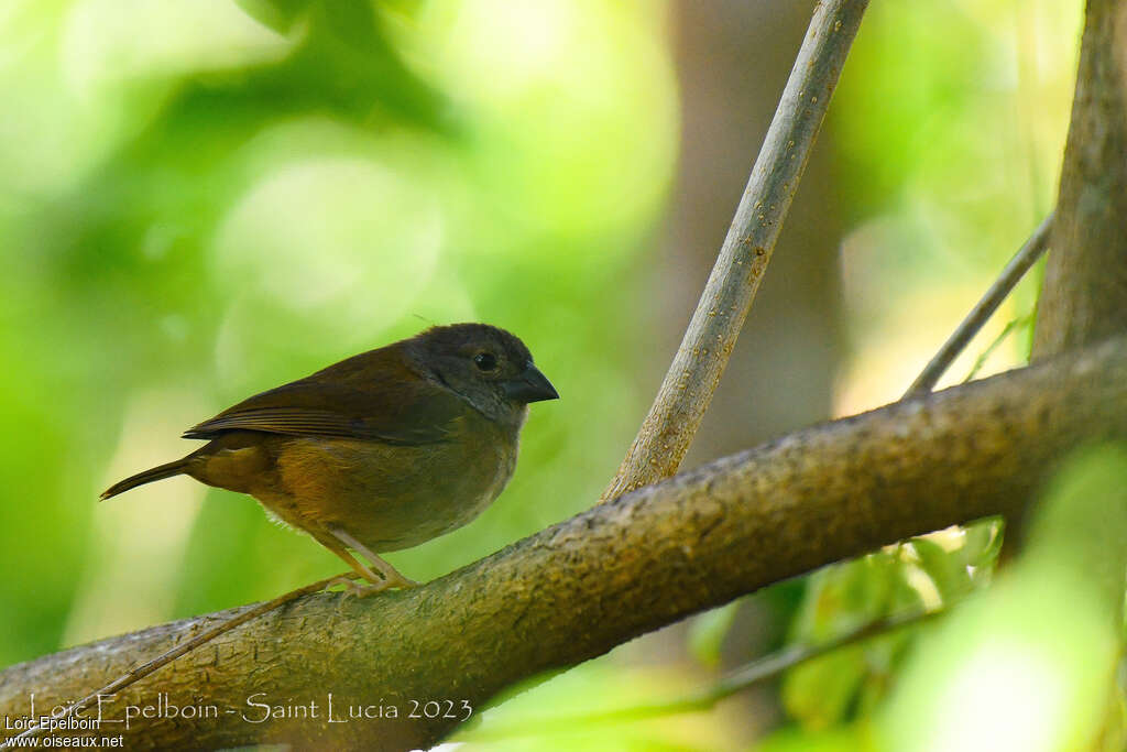 St. Lucia Black Finch
