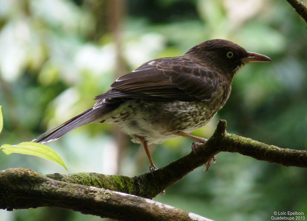 Pearly-eyed Thrasher