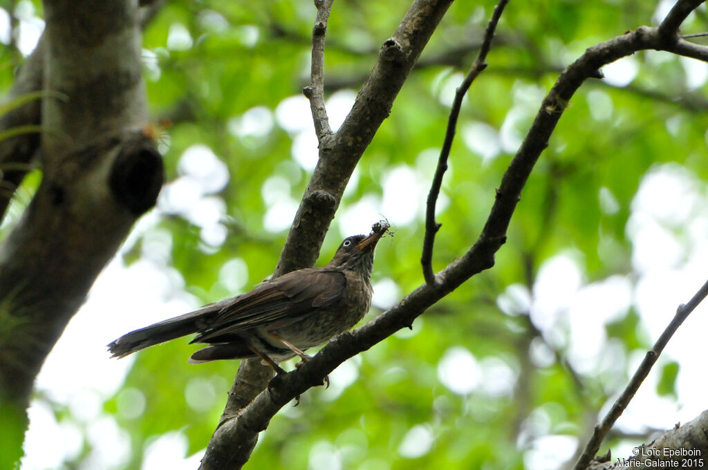 Pearly-eyed Thrasher
