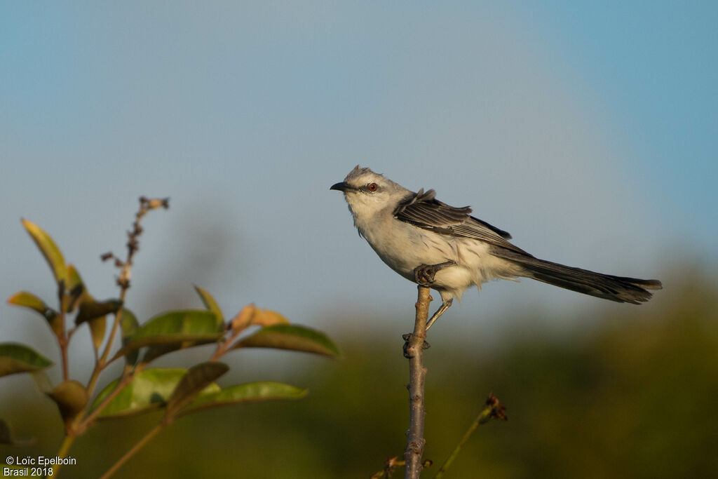 Tropical Mockingbird