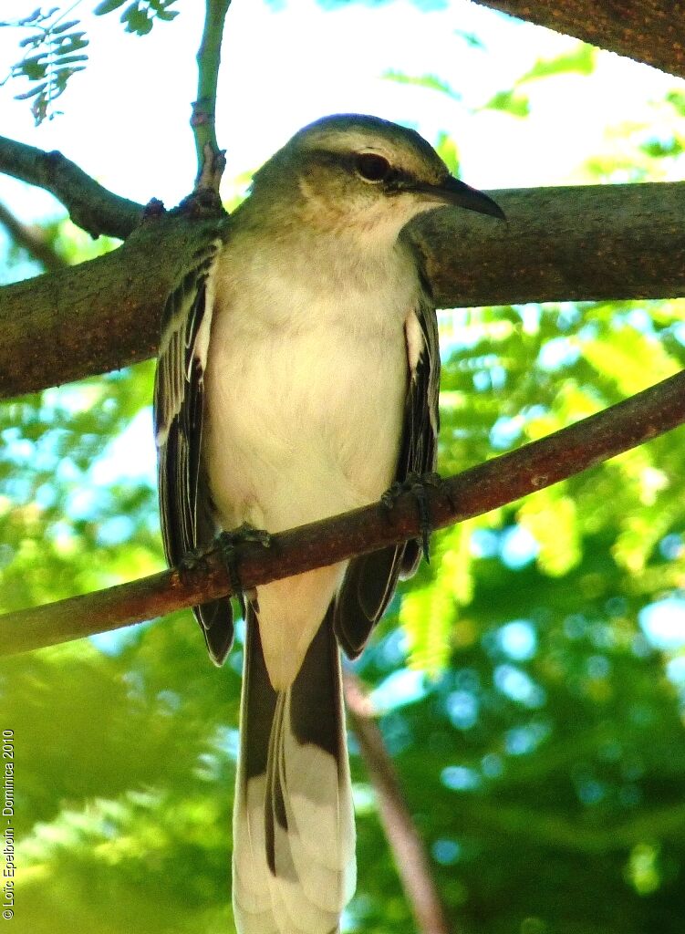 Tropical Mockingbird