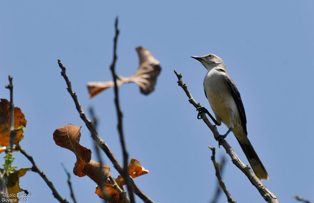 Tropical Mockingbird