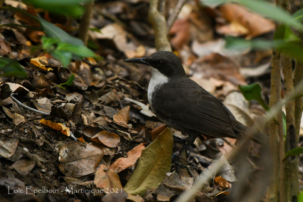 Martinique Thrasher