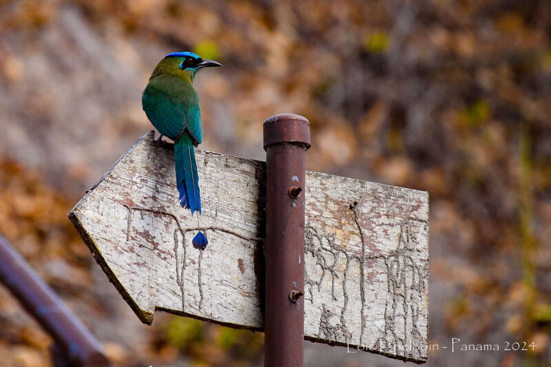 Motmot de Lesson