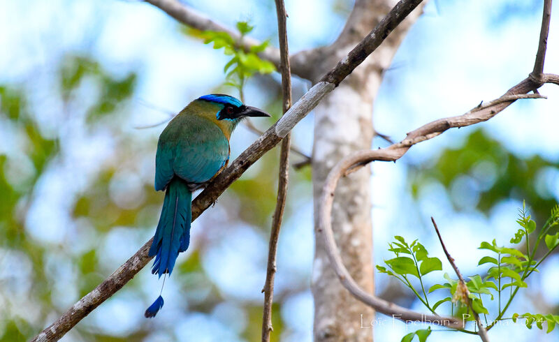 Motmot de Lesson