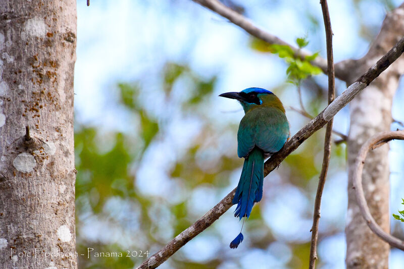 Motmot de Lesson