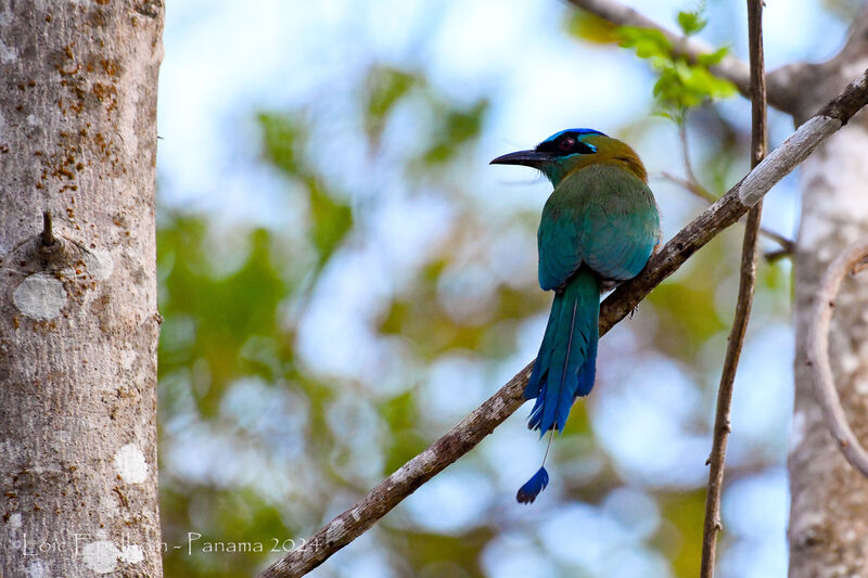 Motmot de Lesson
