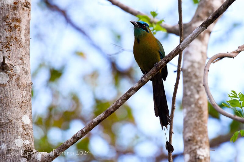 Motmot de Lesson