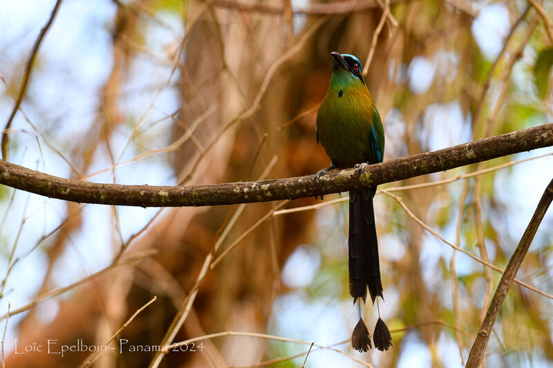 Motmot de Lesson