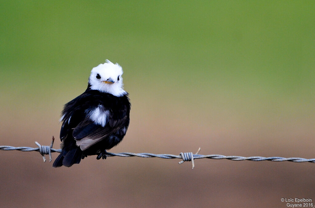 White-headed Marsh Tyrant
