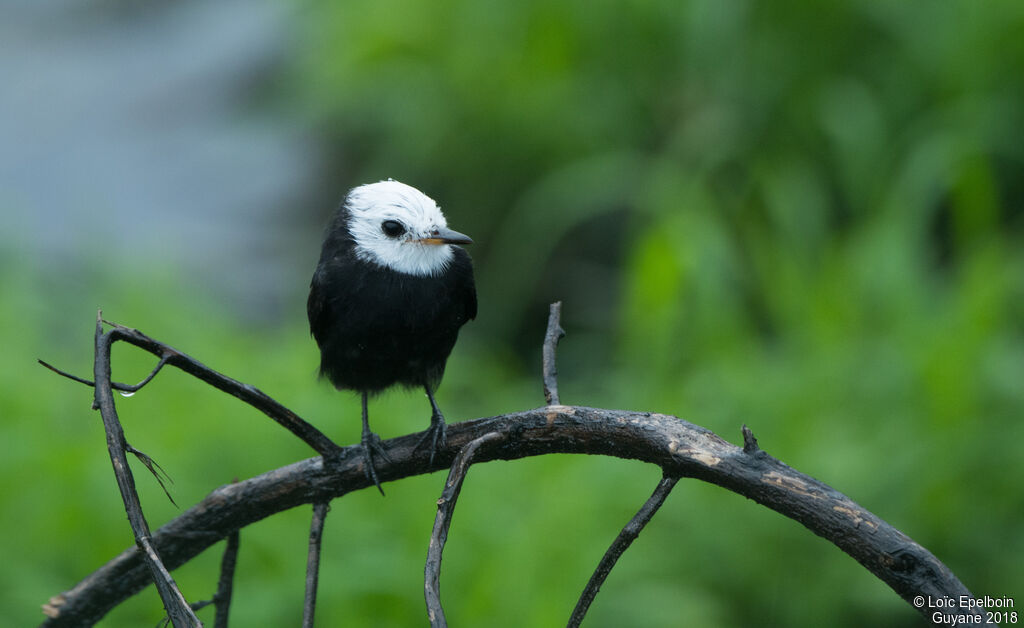 White-headed Marsh Tyrant