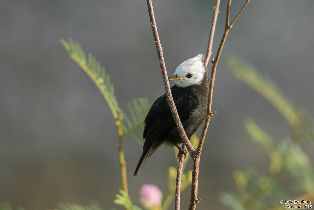 White-headed Marsh Tyrant