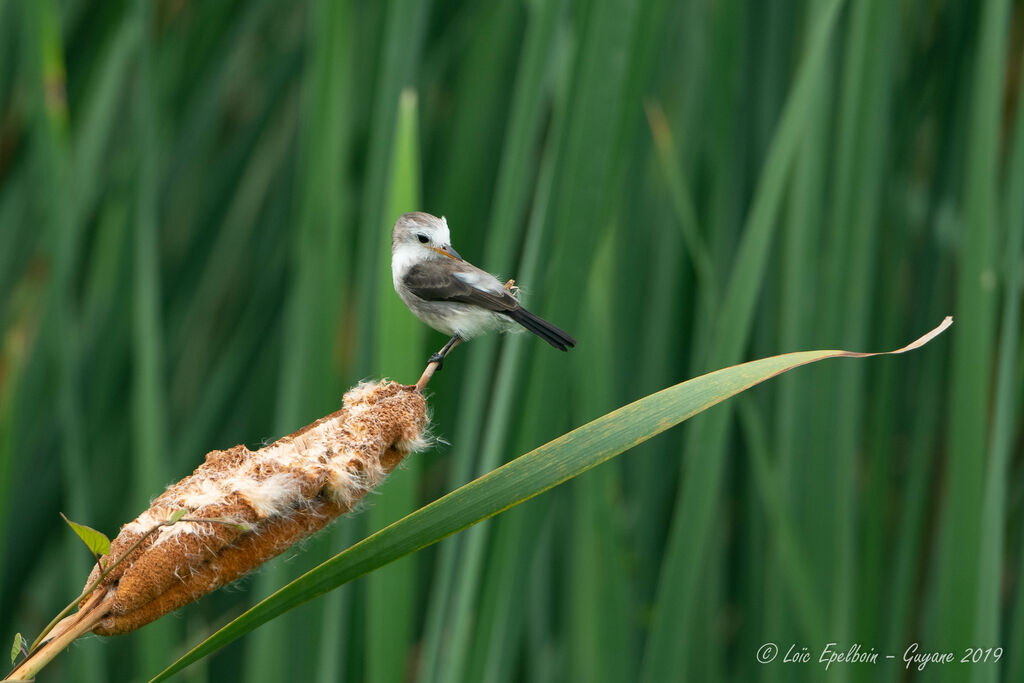 White-headed Marsh Tyrant