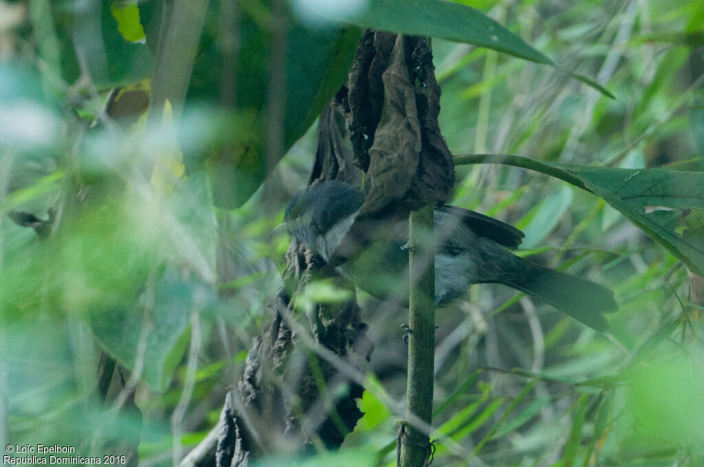 Hispaniolan Pewee
