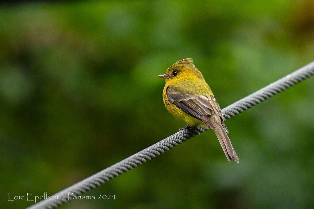 Northern Tufted Flycatcher