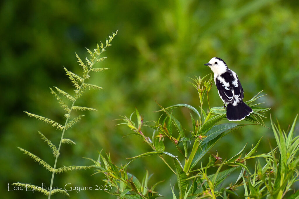 Pied Water Tyrant