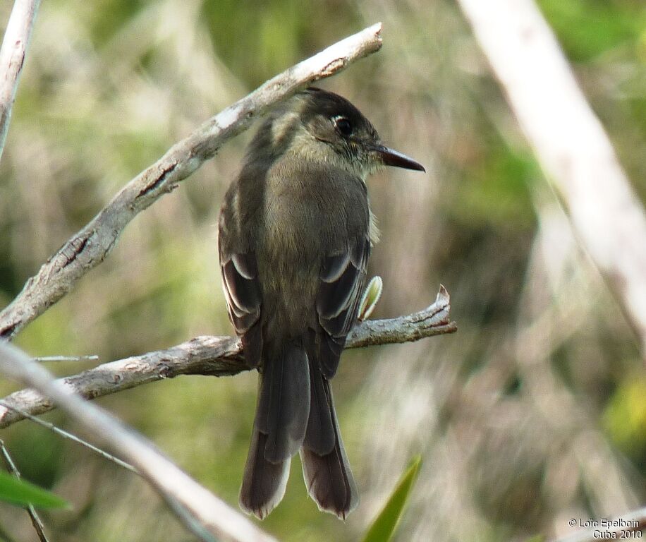 Cuban Pewee