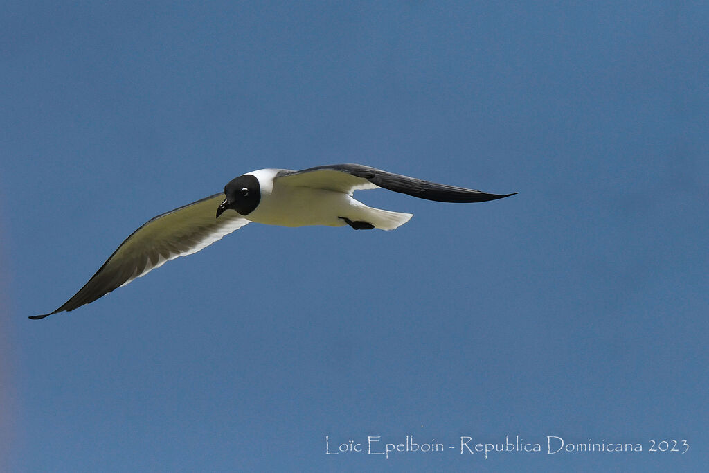 Laughing Gull