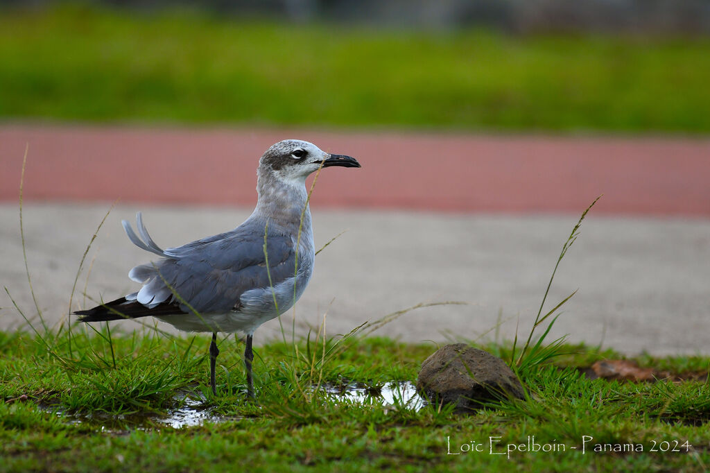 Laughing Gull