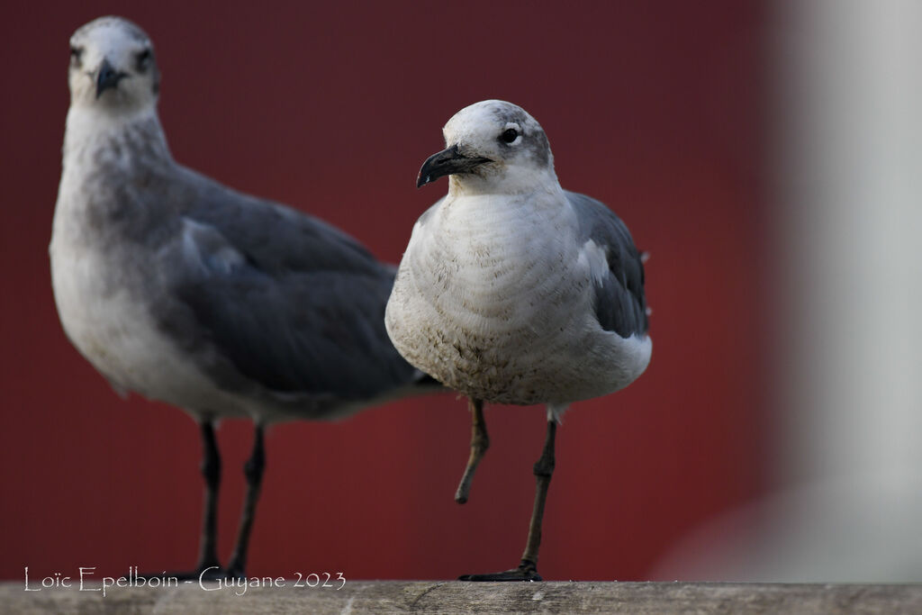 Laughing Gull