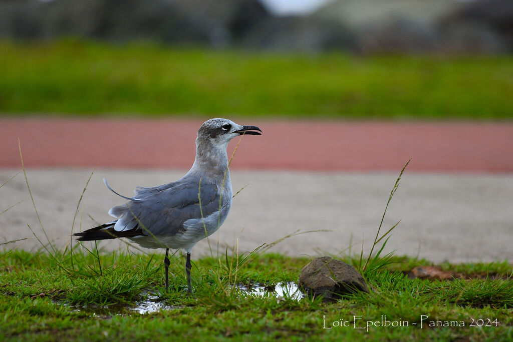 Laughing Gull